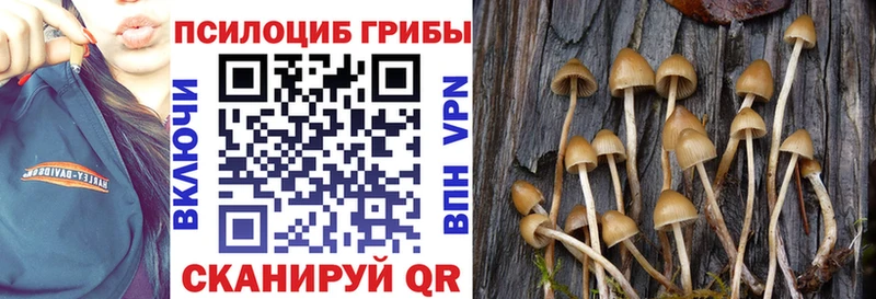 Купить где  Славянск-на-Кубани  Галлюциногенные грибы Psilocybe 
